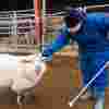 A young girl on a farm visit. She is wearing overalls and holding a white cane, patting a sheep's head. 