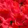 Close up image of red geraniums