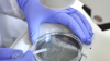 Petri Dish with hands in blue gloves pipette in a laboratory